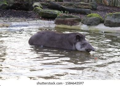 212 Swimming Tapir Images, Stock Photos & Vectors | Shutterstock