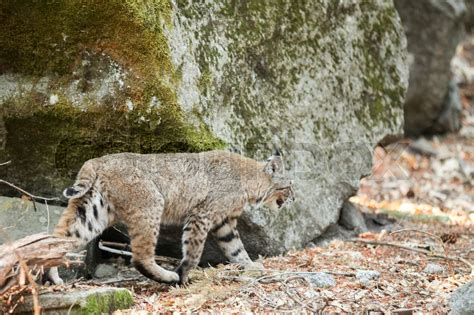 Bobcat hunting in Yosemite | Stock image | Colourbox