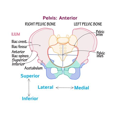 Pelvic Girdle Diagram Labeled