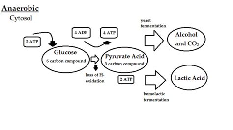 Anaerobic respiration - CreationWiki, the encyclopedia of creation science