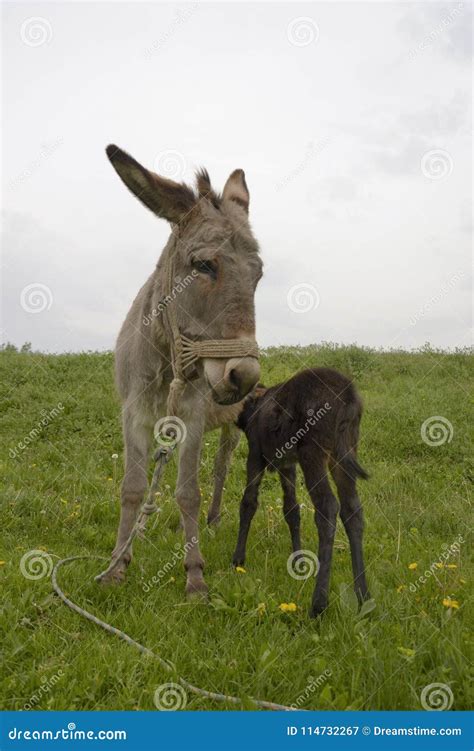 Donkey mum and baby stock image. Image of love, scene - 114732267