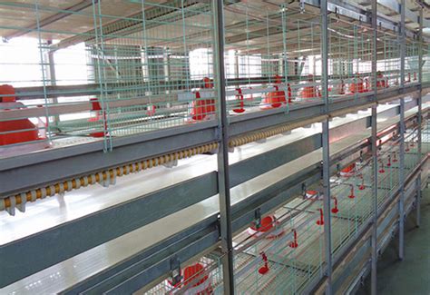 Broiler Chicken Farming Equipment for Sale in Commercial Poultry Farming Market - Livi Poultry ...