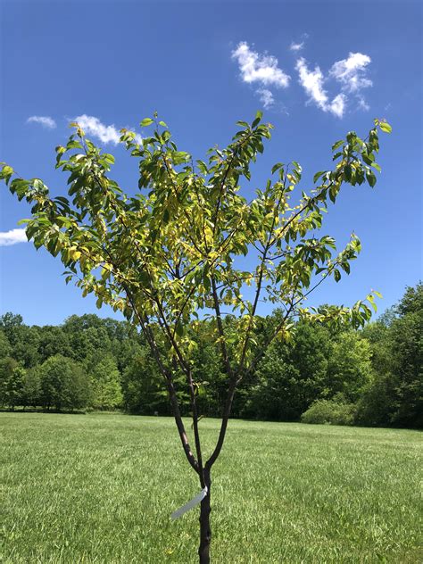 june plum tree leaves turning yellow - Latrice Redding