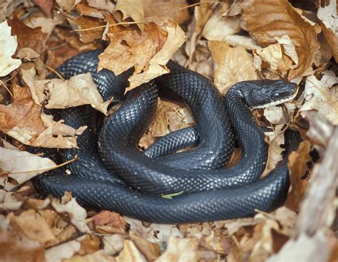 Snake Facts | Missouri Department of Conservation