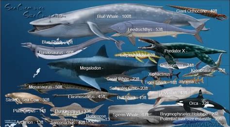 Past and Present Sea Creatures Size Comparison | Steller's sea cow, Sea cow, Blue whale