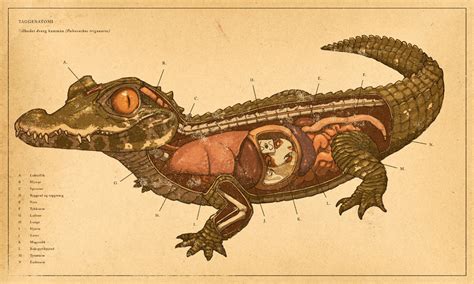 Crocodile anatomy by IronMitten on DeviantArt