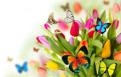 Wallpaper butterfly, flowers, spring, colorful, tulips, fresh, flowers, beautiful, tulips ...