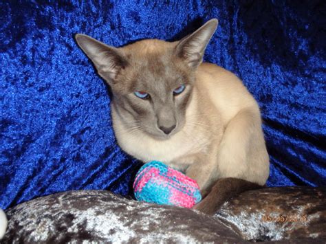 Siamhappy Cattery - Siamese Cat Breeder - Perth, Western Australia