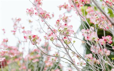 A Guide to Spring Flowering Trees - Dennis' 7 Dees | Landscaping Services & Garden Centers