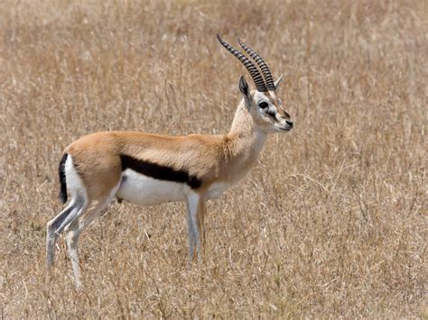 Gazelle Archives - Animal Facts For Kids | Wild Facts