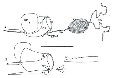 Venom apparatus of Ropalidia horni to show features common to the... | Download Scientific Diagram