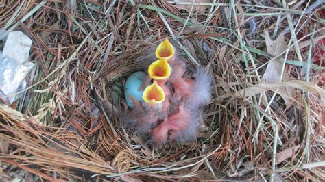 Free Baby birds in Nest Stock Photo - FreeImages.com