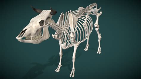 Cow Skeleton - 3D model by James.Simon [90937be] - Sketchfab