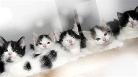 MANY CUTE BABY KITTENS!!! :) - YouTube