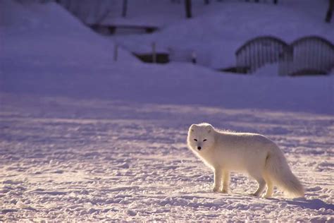 Arctic Fox Adaptations | Habitat and Behavior - All Things Foxes