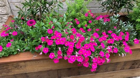 Best Petunia Companion Plants | 14 Flowering plants, vegetables and fruit - Eco Family Life