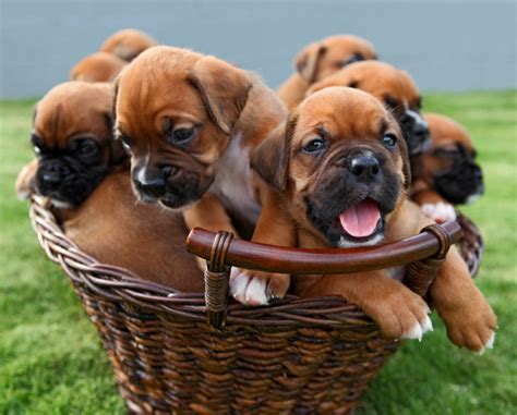 Boxer Puppies Cute Pictures - Share and Enjoy