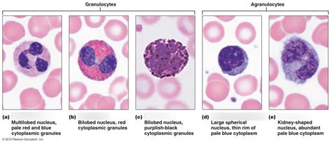 Basophils Neutrophils Eosinophils Function