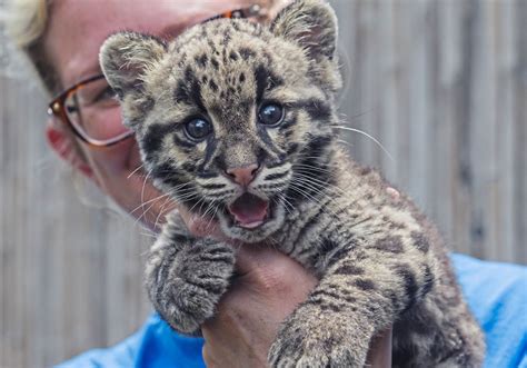 Pittsburgh Zoo's clouded leopard cubs can now be seen by visitors — and ...