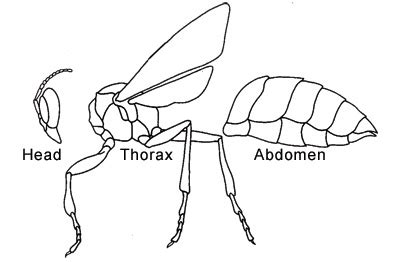 How to Make an Awesome Insect Collection | Purdue | entomology | insect ...