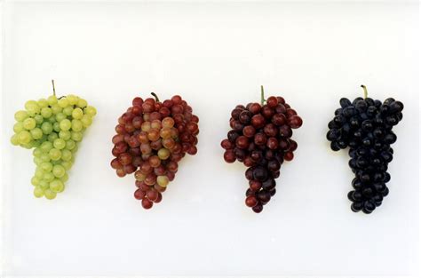 Phronesisaical: Grape Varieties