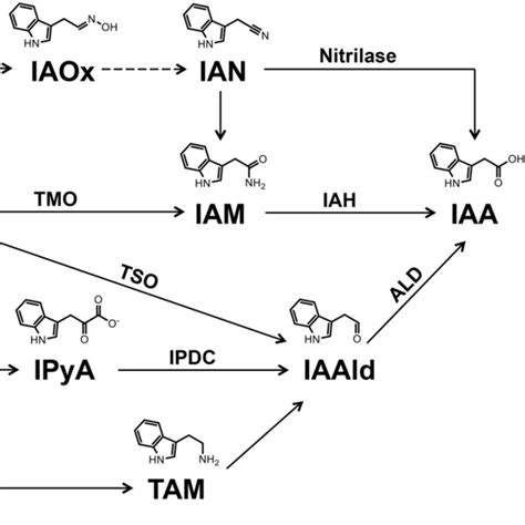 Overview of tryptophan-dependent indole-3 acetic acid (IAA ...