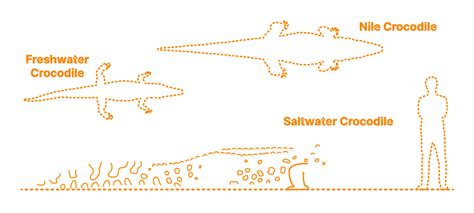 Crocodile Size Comparison