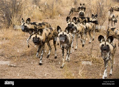 Wild dog pack (Lycaon pictus), Central Kalahari, Botswana Stock Photo ...