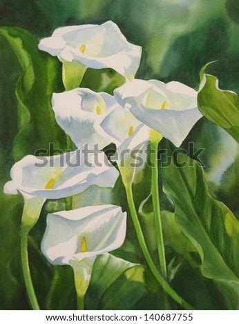 Calla Lilies Vertical Composition. Watercolor Painting Of White Calla Lilies With Green Leaves ...