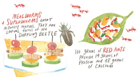 Insects could be the sustainable protein source of the future | Edible Michiana