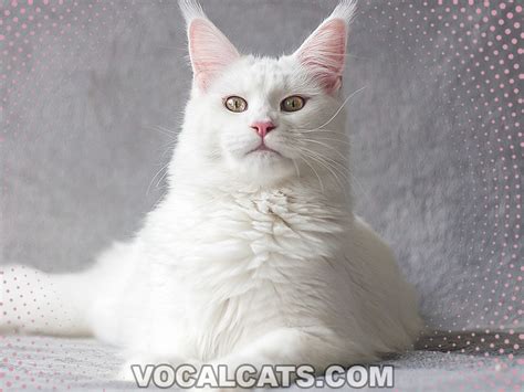 White Maine Coon Cat: Complete Guide - Vocal Cats