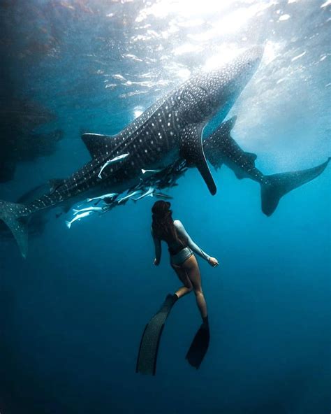 scuba diving for whale sharks | Lois Hall