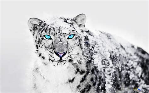 Snow Leopard Desktop Wallpaper