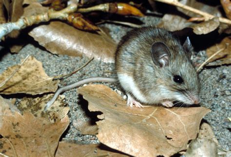 White-footed Mouse (Peromyscus leucopus)