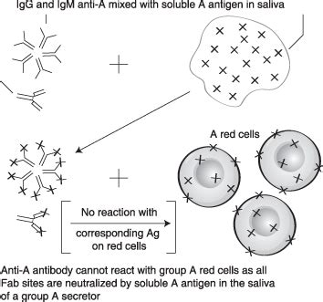 Antigen Antibody Reaction Diagram