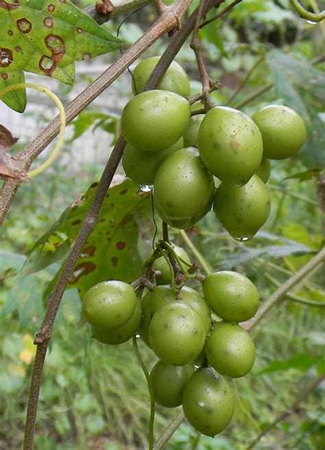 How To Grow Muscadine Grapes | The Survival Gardener