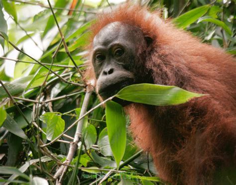 WWF to host virtual talks on orang-utan conservation | Borneo Post Online