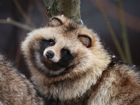 RACCOON DOG.....also known as magnut or tanuki....found in east Asia ...