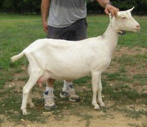 Goat Breeds Saanen – Goats