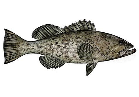 Grouper Identification - RiverSearch