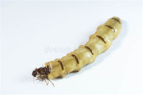 Termite hill Australia stock image. Image of africa, boat - 14968413