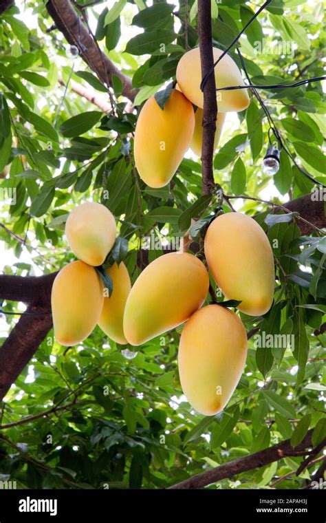 Mango tree mango trees hi-res stock photography and images - Alamy