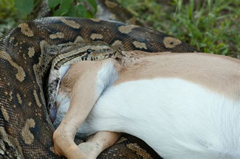 What Animals Eat Burmese Pythons? - ReptileStartUp.com