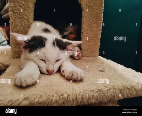 Gatitos wallpaper fotografías e imágenes de alta resolución - Alamy