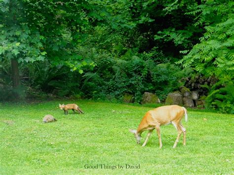 The Deer, The Fox & The Groundhog