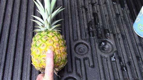 Pineapple Propagation and Cultivation - YouTube