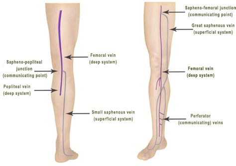 Leg Vein Anatomy | By Vein Specialist in Los Angeles