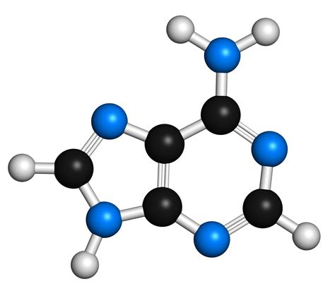 Nitrogenous Bases - Definition and Structures