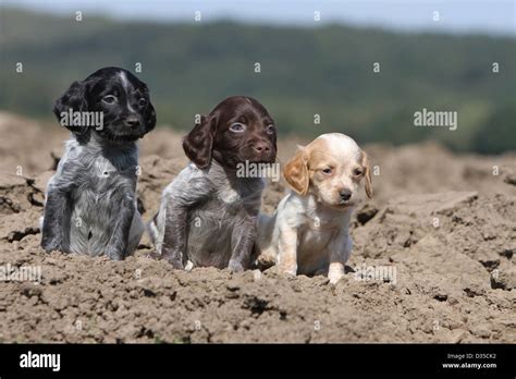 Dog Brittany Spaniel / Epagneul breton three puppies different colors sitting in a field Stock ...