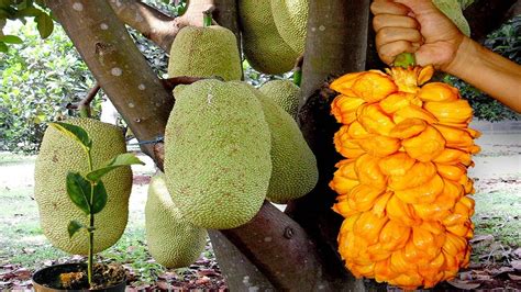 Faerské ostrovy hradná priekopa centralizovať planting jackfruit indoor tmavý odňatia pšenica